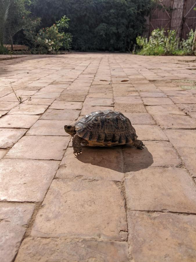 Dar Saafia Villa Marrakesh Ngoại thất bức ảnh