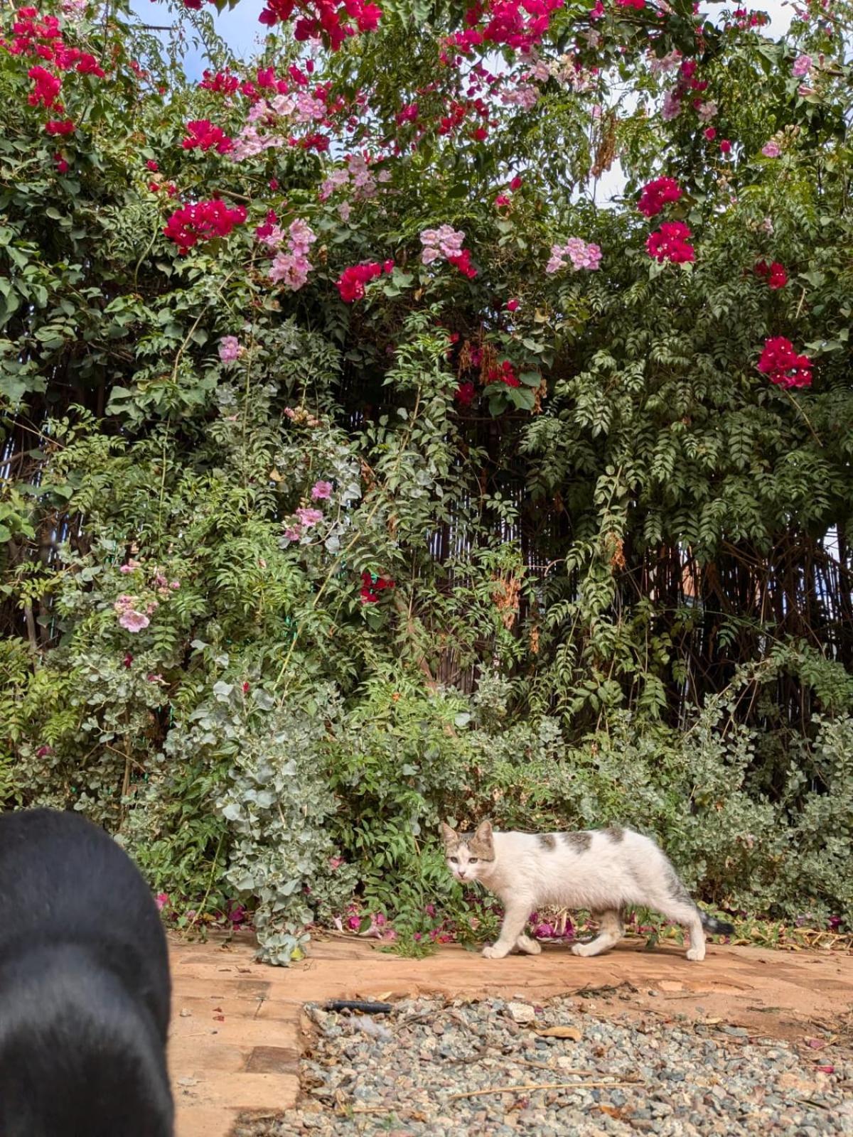 Dar Saafia Villa Marrakesh Ngoại thất bức ảnh